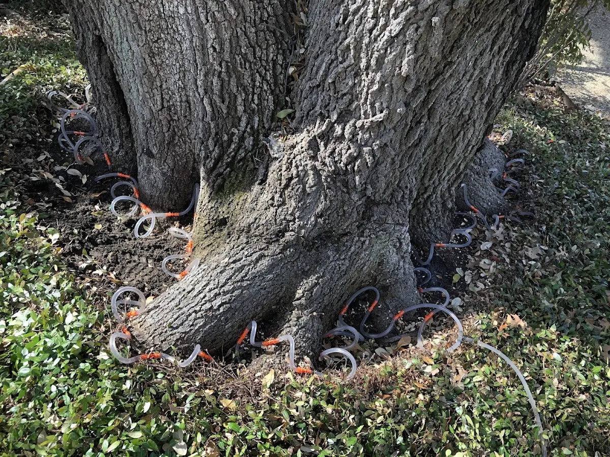 Detailed Tree Cabling and Bracing job site in Hartford City