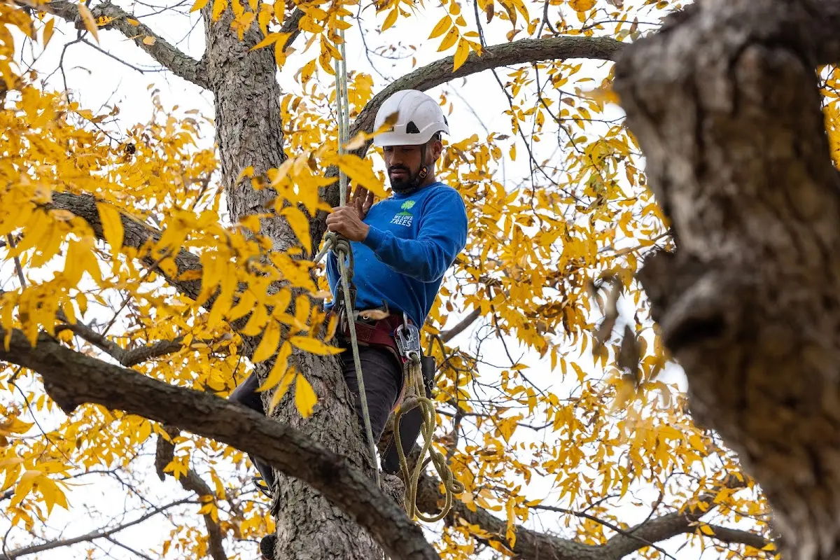 Skilled Tree Pruning crew working in Hartford City