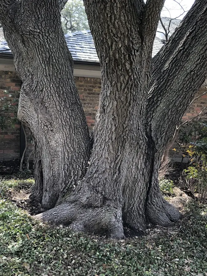 Mature heritage tree close to a Hartford City property cared for by certified arborists